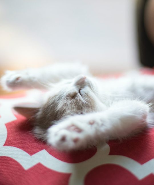 The misleading cat’s nap!