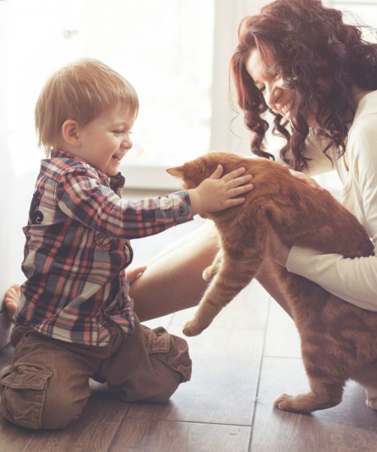 The reason why you should have a Cat
